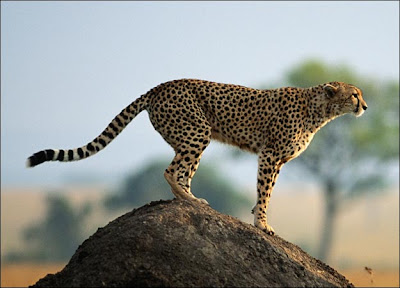 adult cheetah standing on a large rock
