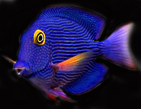 chevron tang kole tang stiated tang