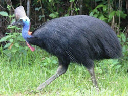cassowary bird largest dwarf kangaroo species smallest cassowaries suggests kg