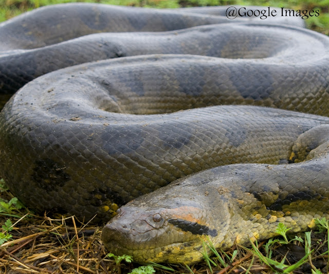 Anaconda Anaconda