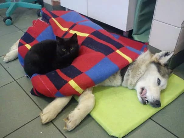 This Compassionate And Loving Black Cat Is Looking After The Patients At Animal Shelter In Poland