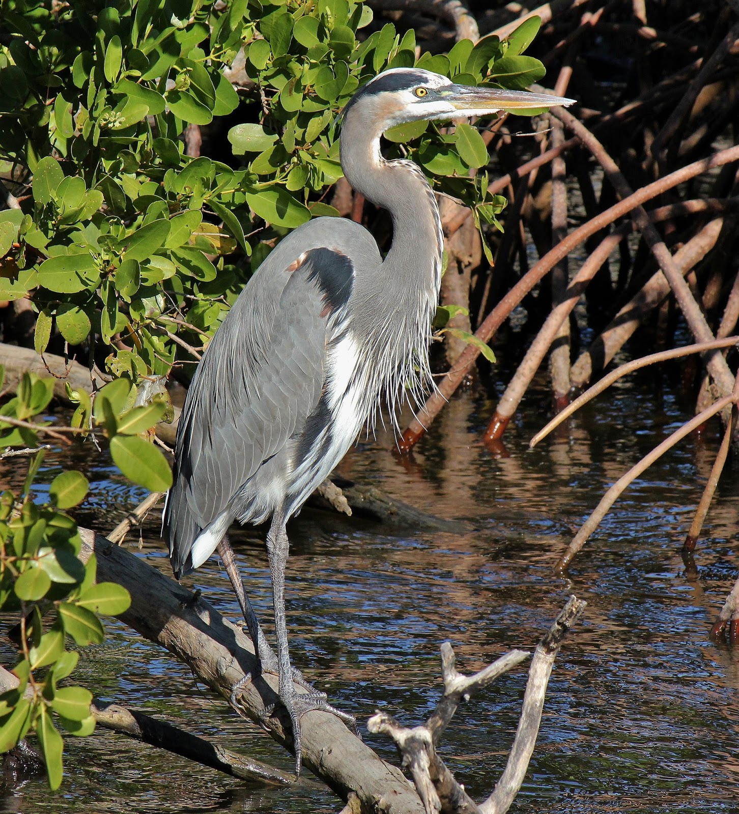 Joan and Dan's Birding Blog Great Blue Heron