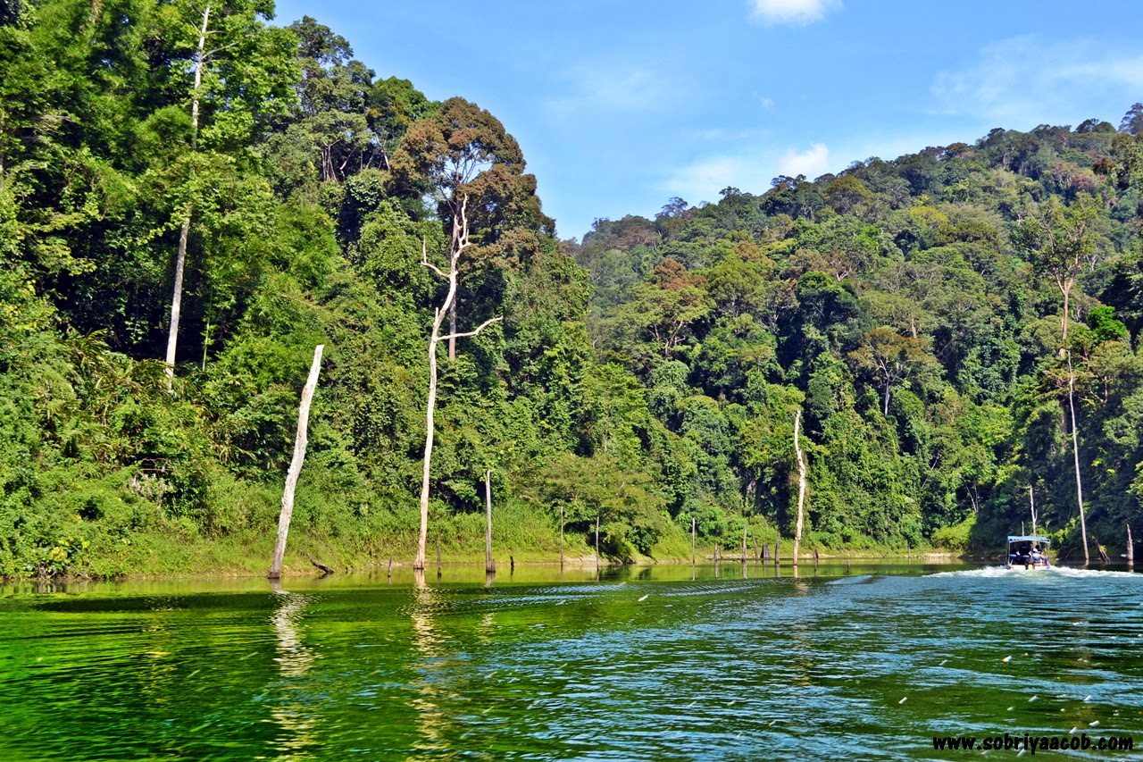 Gambar Pemandangan Hutan Dan Sungai - Perumperindo.co.id