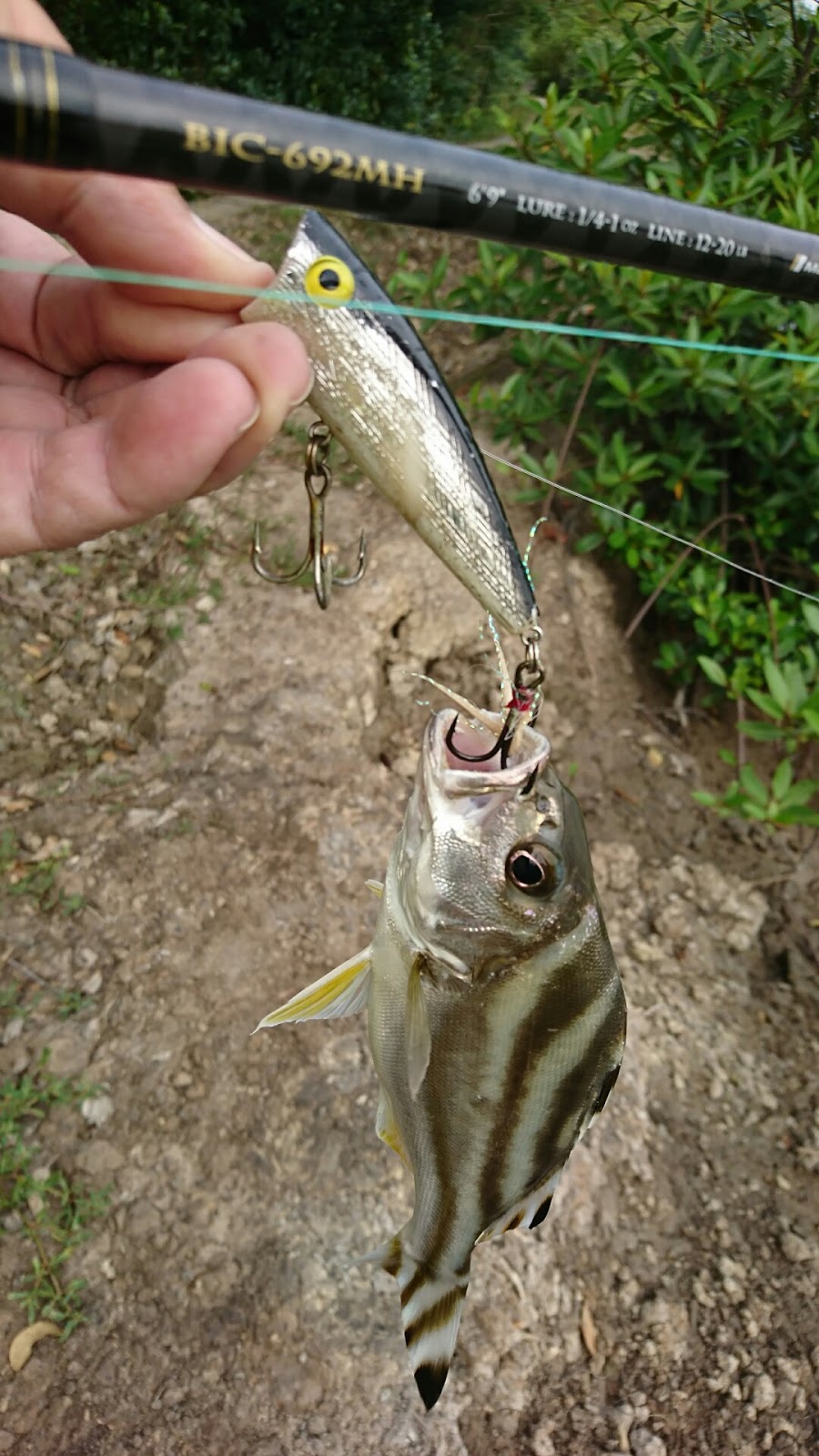 カンヨー エビ池で釣り 1月14日 ベトナム100倍速