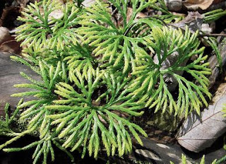lycophyta
