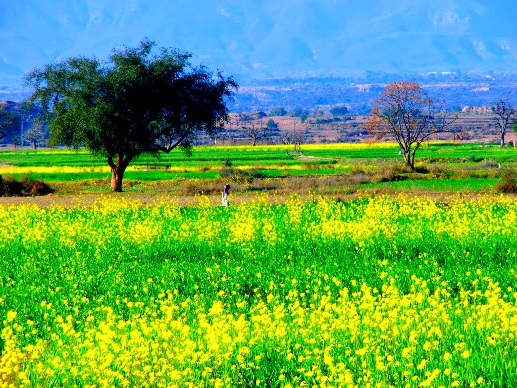 Village Mustard, Sarson fields, Crops, Punjab, Pakistan
