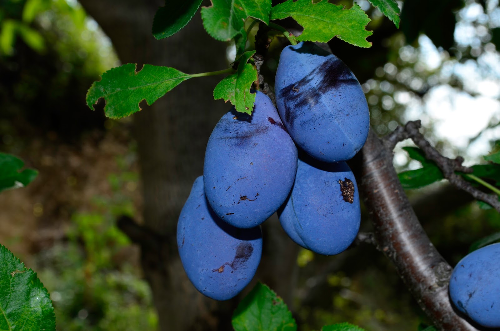 Plums fruit that will regenerate your body Healing properties of
