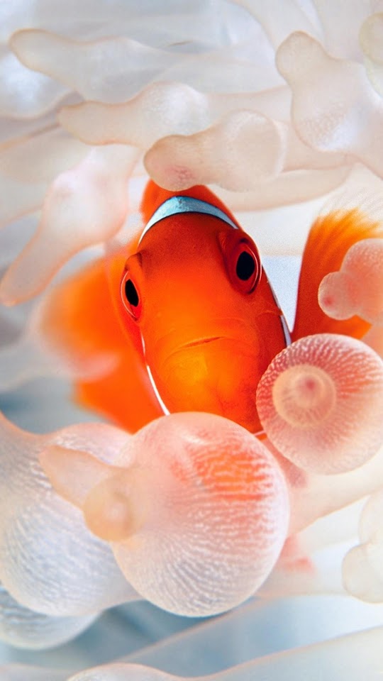 Gold Fish Nemo Orange Sea  Galaxy Note HD Wallpaper