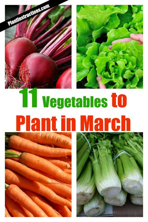 Growing Vegetables Pinterest Gardening