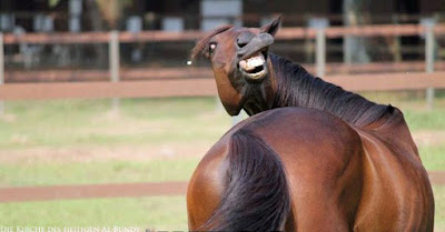 Lustiges braunes Pferde Bild mit breitem lachen