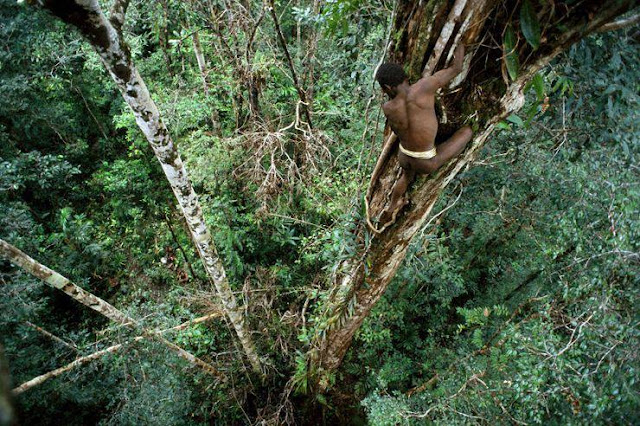 Rumah Pohon Suku Korowai di Papua