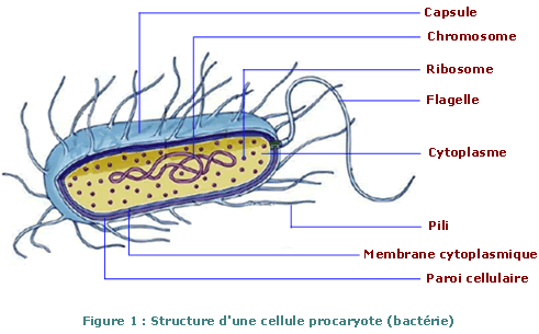 مقدمة أحياء دقيقة نظري أ منيرة شعبان كشك التقنية الطبية الإلكتروني
