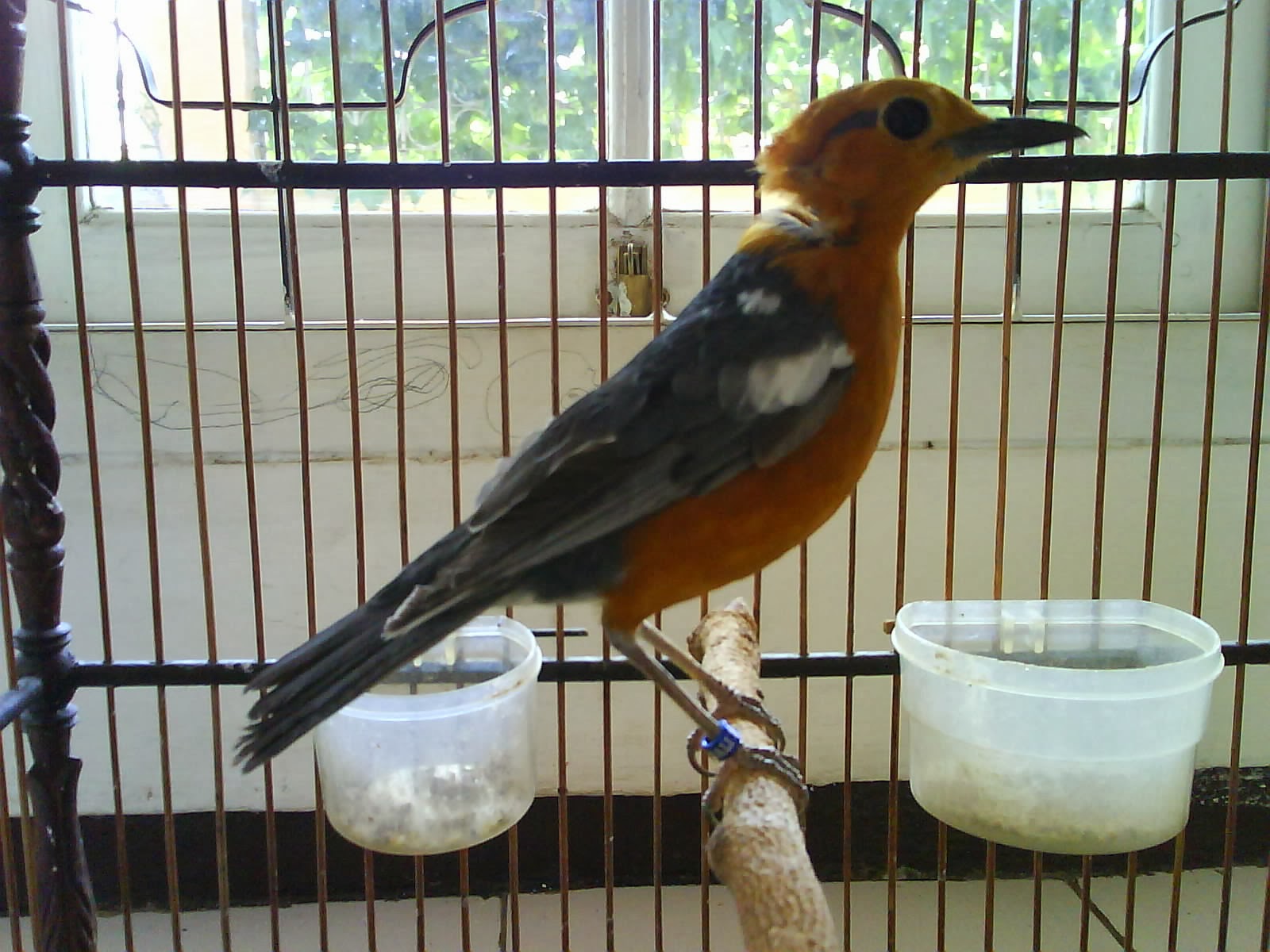 Mencegah Kegemukan Pada Anis Kembang Suara Burung