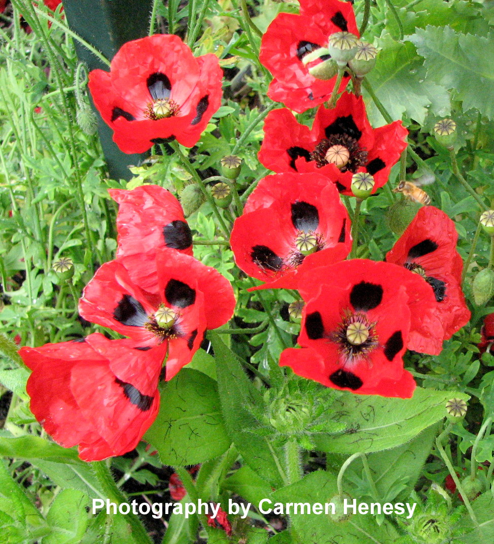 Carmen's Chronicles Ruby 2 Red and Black Flowers June 5, 2012