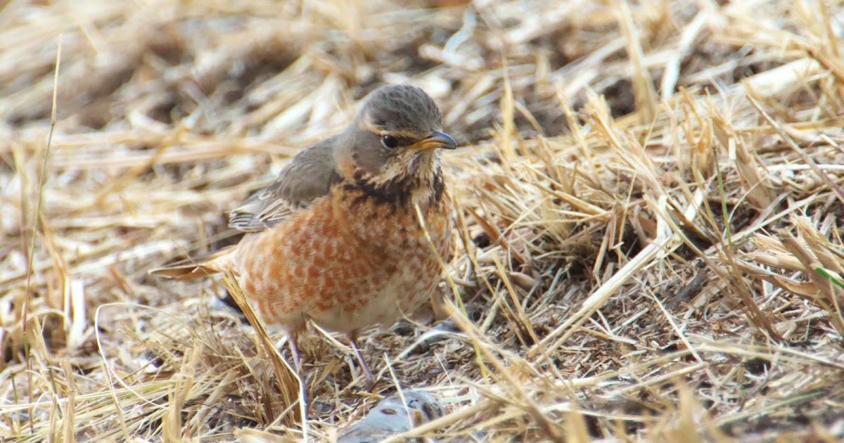 エリザベス2世に残した花はどうなるのでしょうか？