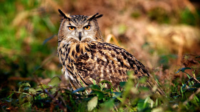 Owl in Grass