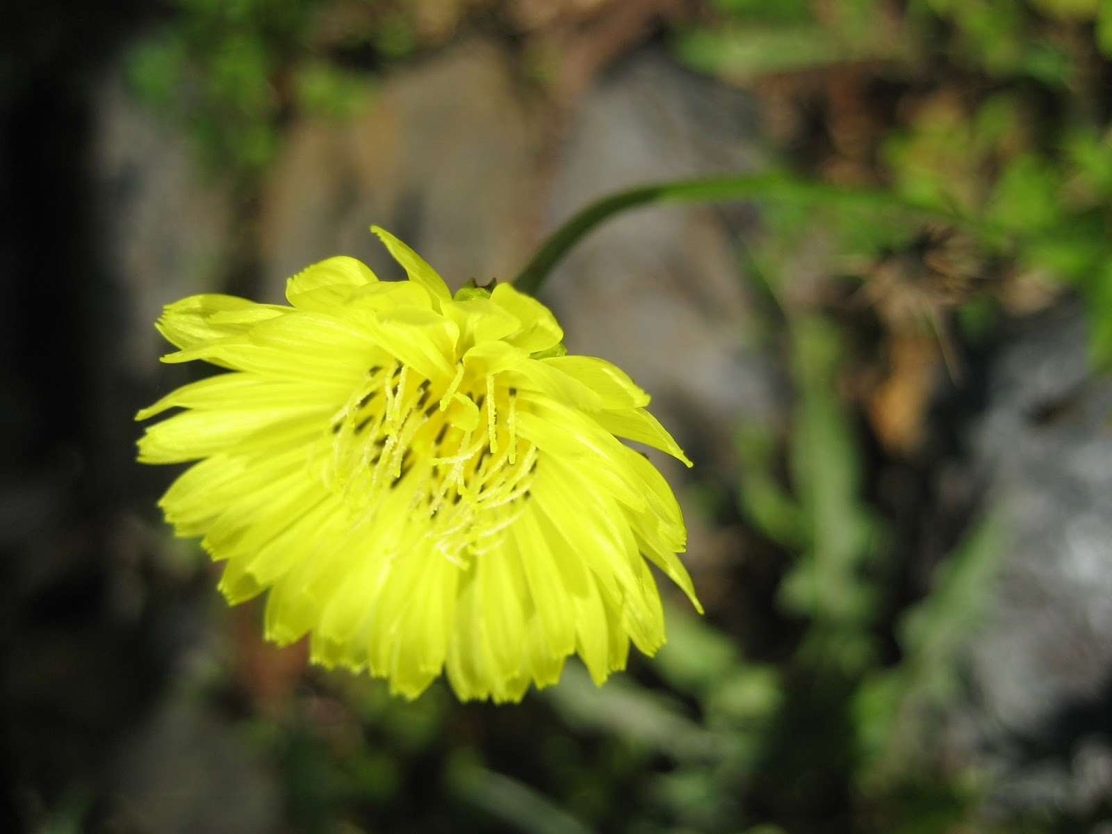 Discovering His Creation Carolina False Dandelion (Pyrrhopappus
