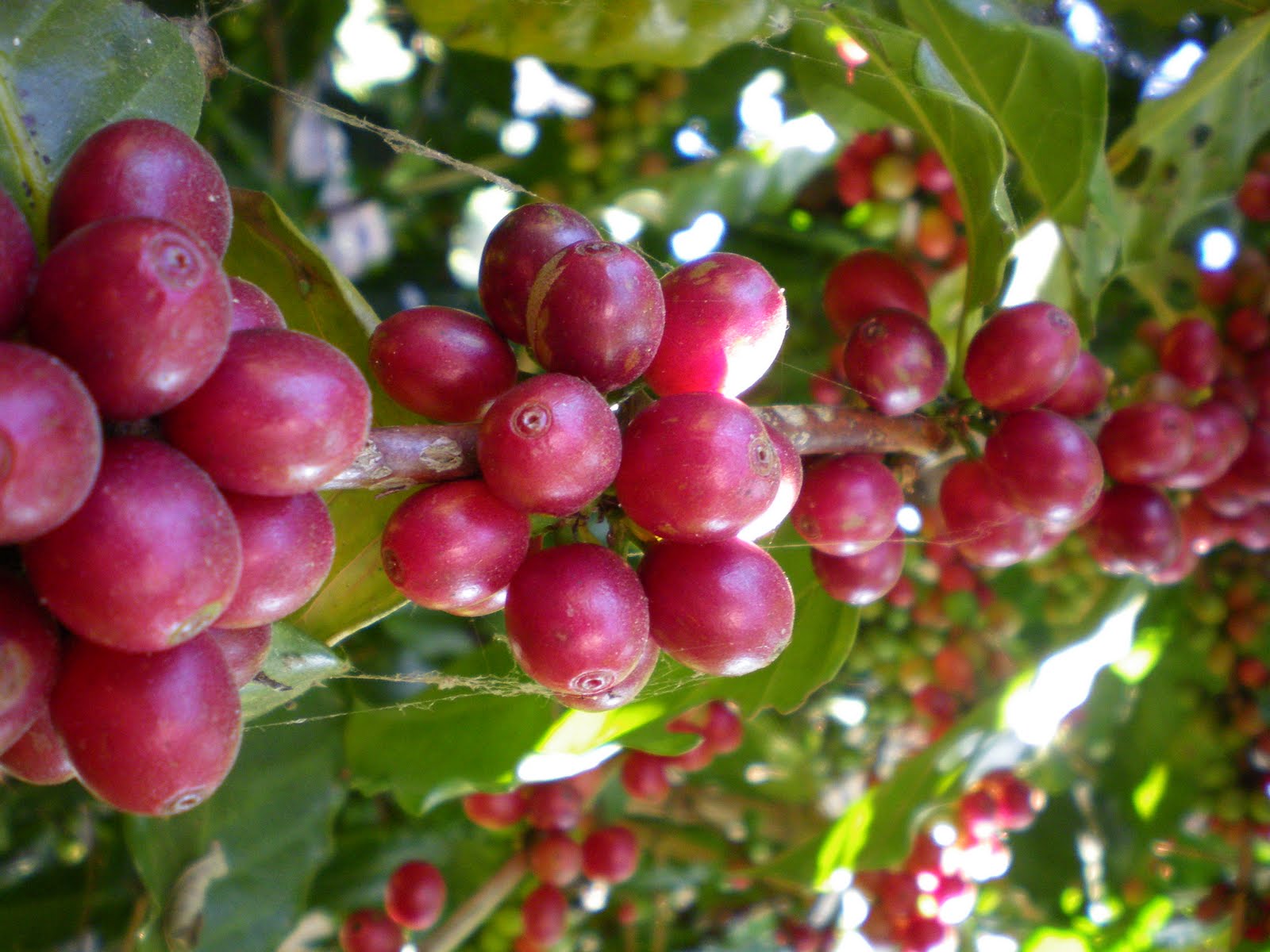 nepali organic coffee