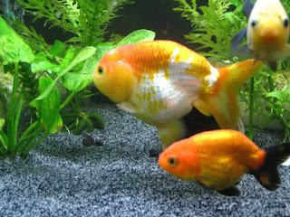 japon baligi japon baliklari kumu sever mi