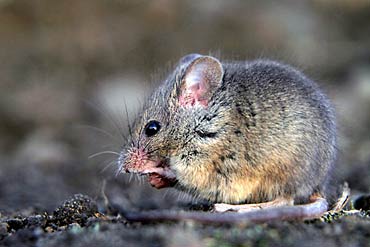 Animais&Companhia: Não se assunte! Vamos falar sobre ratos!