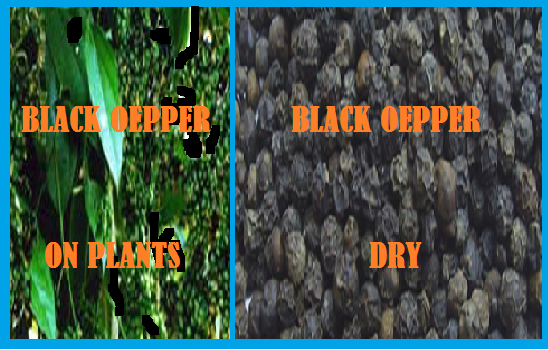 http://www.wikigreen.in/2014/09/black-pepper-seed-small-in-size-but-big.html