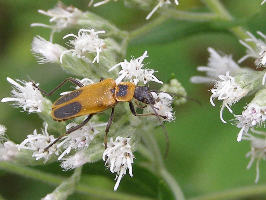 Blue Jay Barrens Goldenrod Soldier Beetle