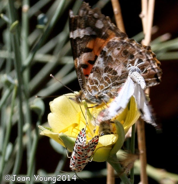 South African Photographs Butterfly flying upsidedown? I must be going