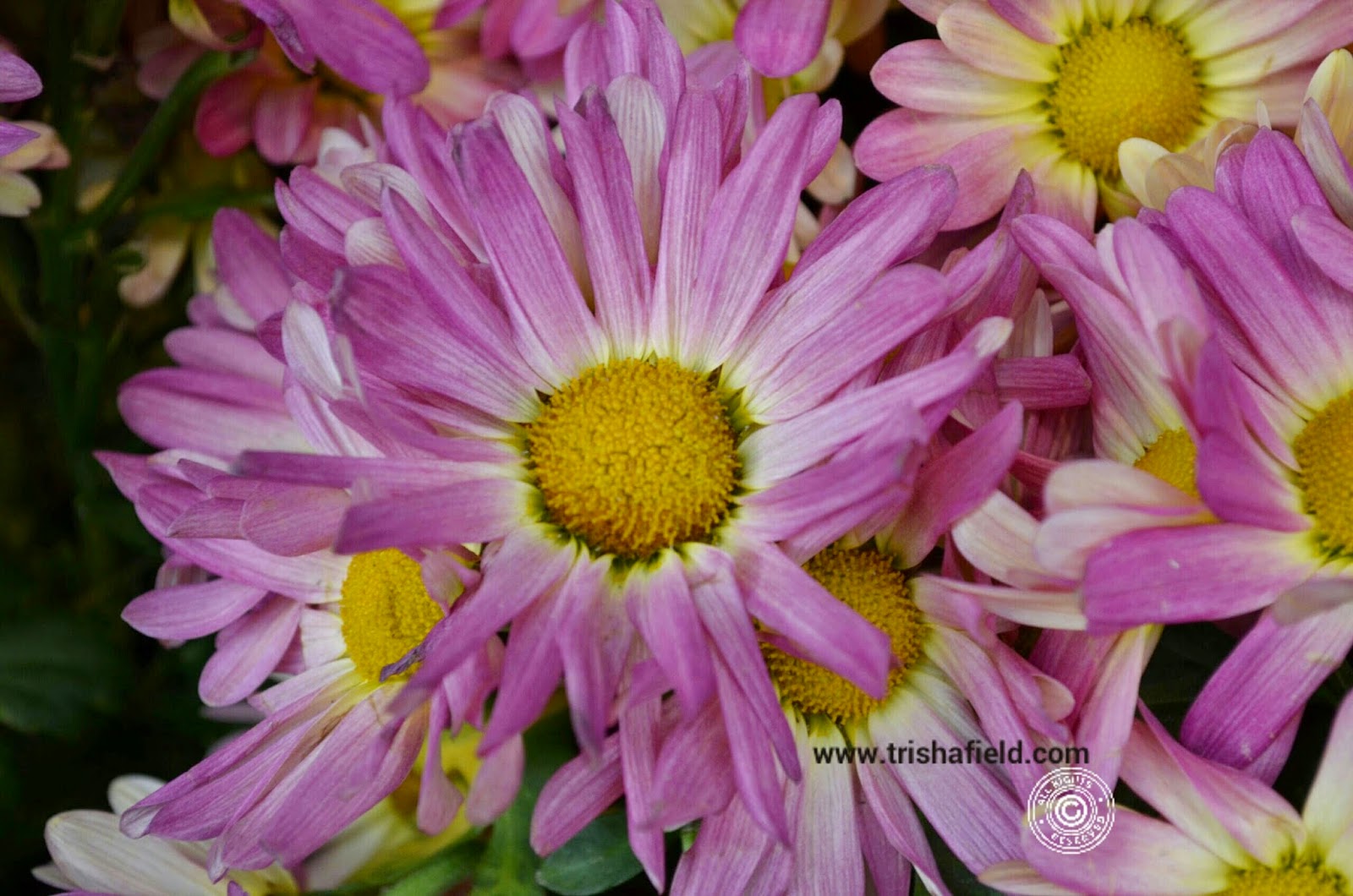Bellagio's Pink Daisies