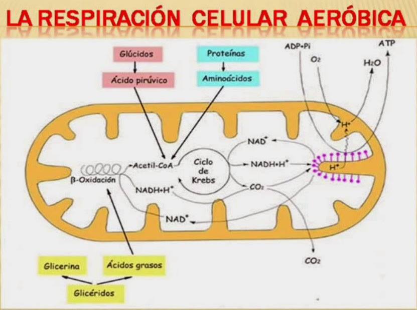Respiración Celular Alejandra Cuello y Helena García 11°A RESPIRACIÓN AERÓBICA Respiración Celular Alejandra Cuello y Helena García 11°A RESPIRACIÓN AERÓBICA
