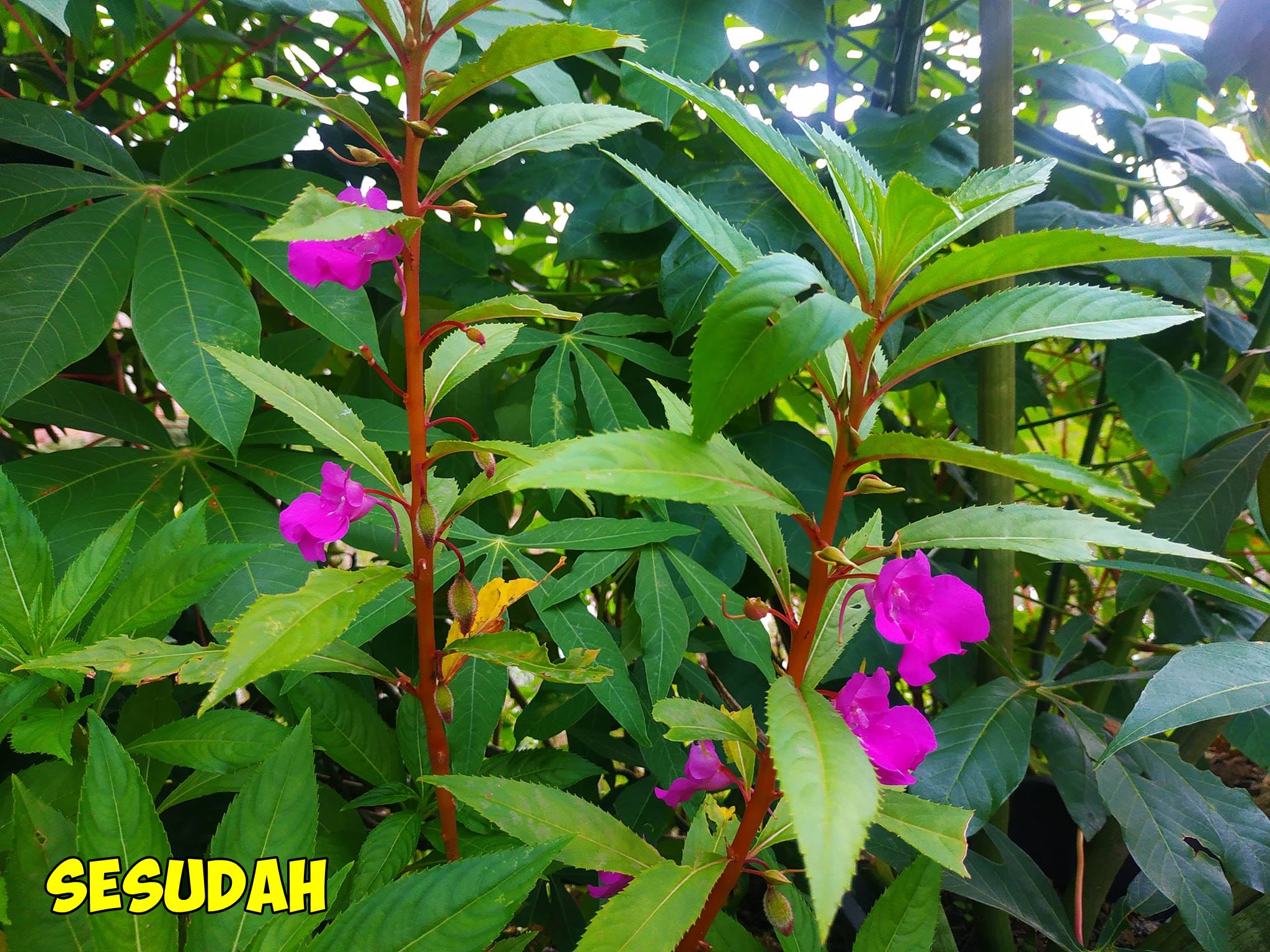 How To Turn Xiaomi Camera Into Iphone Camera Without App