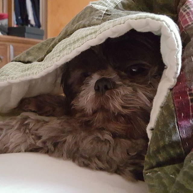 Shih tzu filhote sentem frio igual aos humanos?