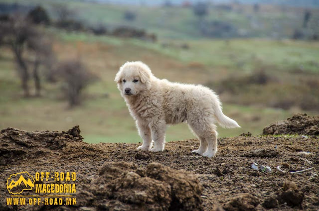 Sheep farm near #Chanishte village, #Mariovo region, #Macedonia