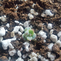 small succulent baby