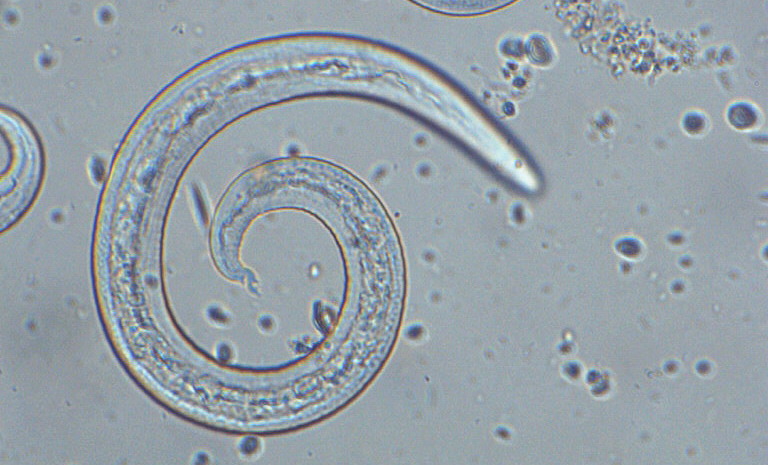 oxiuros pediatria integral drog rotund eficient