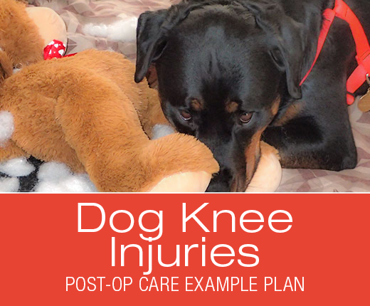 Cruciate Ligament (ACL/CCL) Surgery Post-Op Care: Example Plan