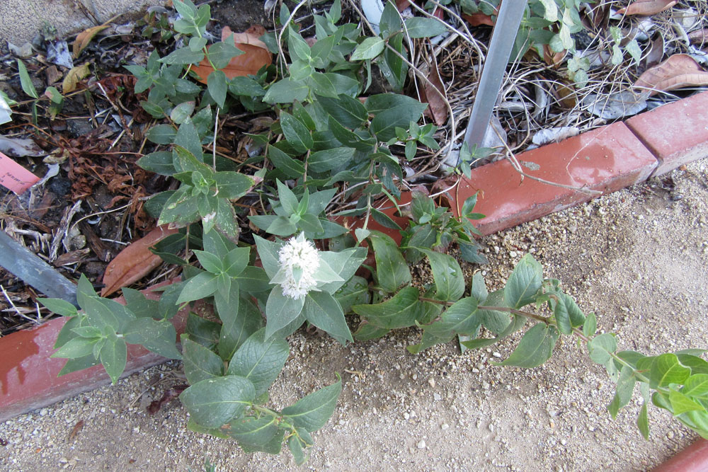 Mother Nature�s Backyard A Waterwise Garden Plant of