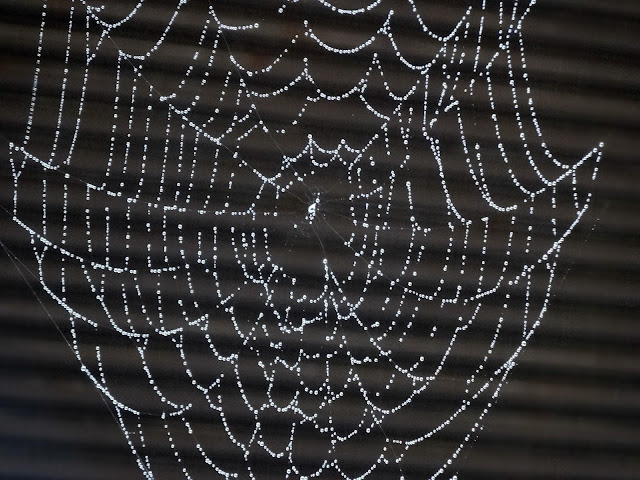 蜘蛛の巣,雨,飯田橋〈著作権フリー無料画像〉Free Stock Photos 