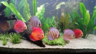 Makanan terbaik alami ikan discus Cara memberi makan ikan discus dewasa dan anak anak secara tepat