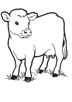cow images