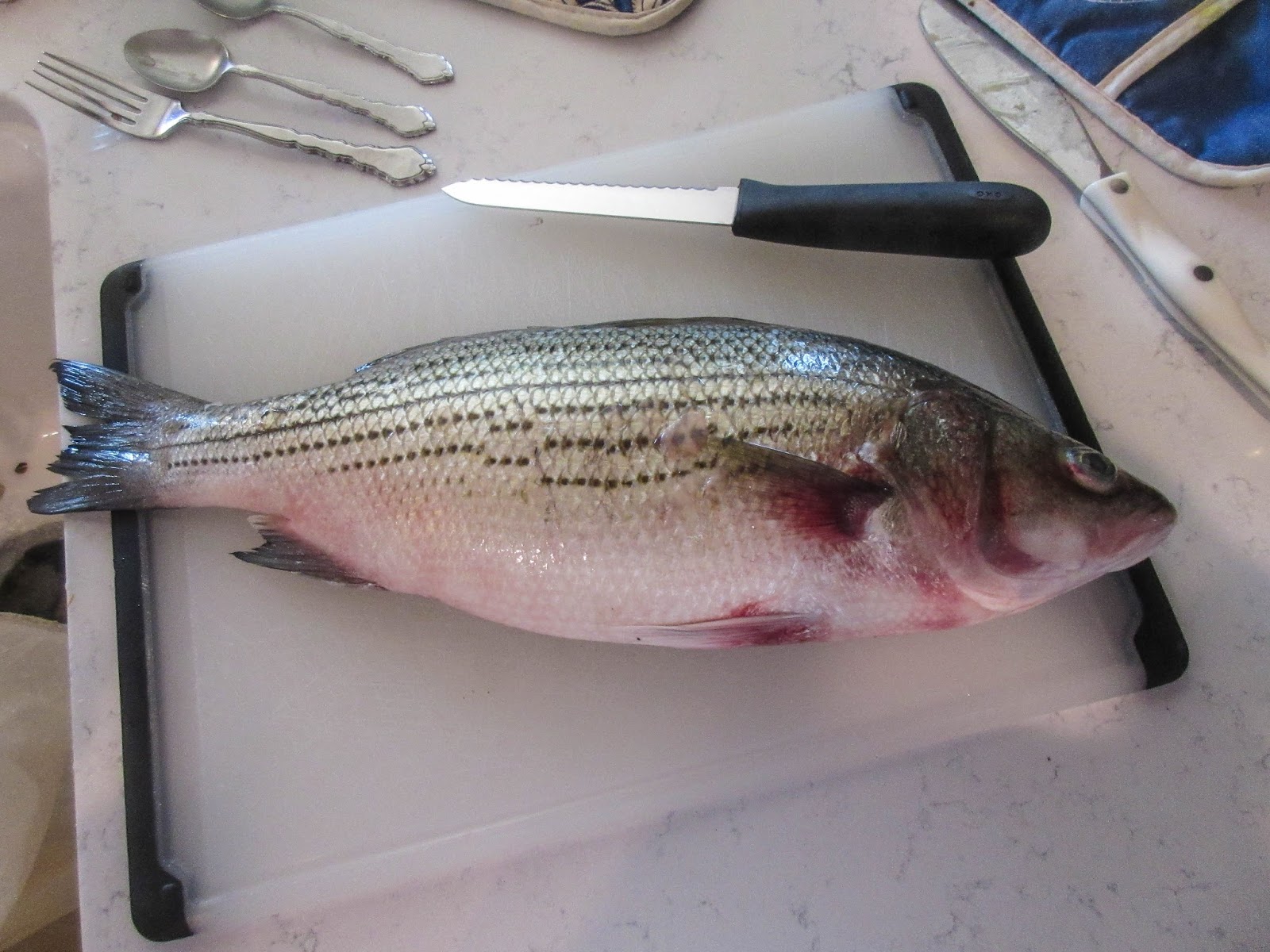 Cannundrums Broiled Striped Bass