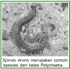 Helmintele purtate de sol și schistosomiaza