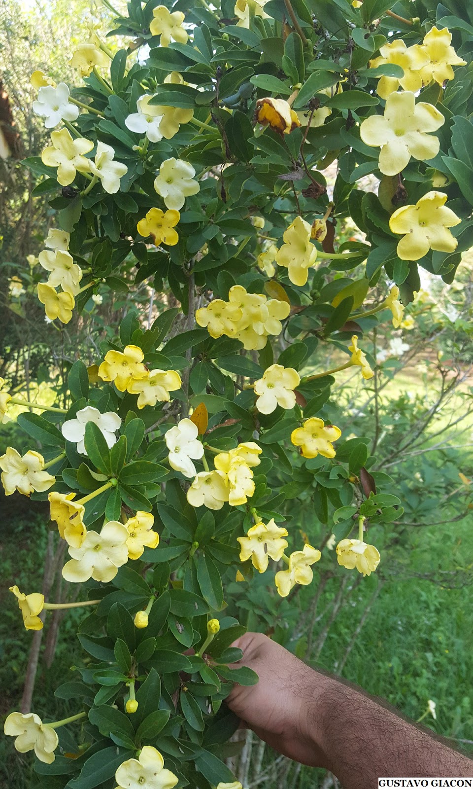 Viveiro Ciprest - Plantas Nativas e Exóticas: Manaca de Cheiro ou de Jardim  Amarelo ( Brunfelsia americana )