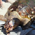 Διαστάσεις επιδημίας έχει λάβει ο σκόπιμος τραυματισμός χελωνών στον Αμβρακικό Κόλπο
