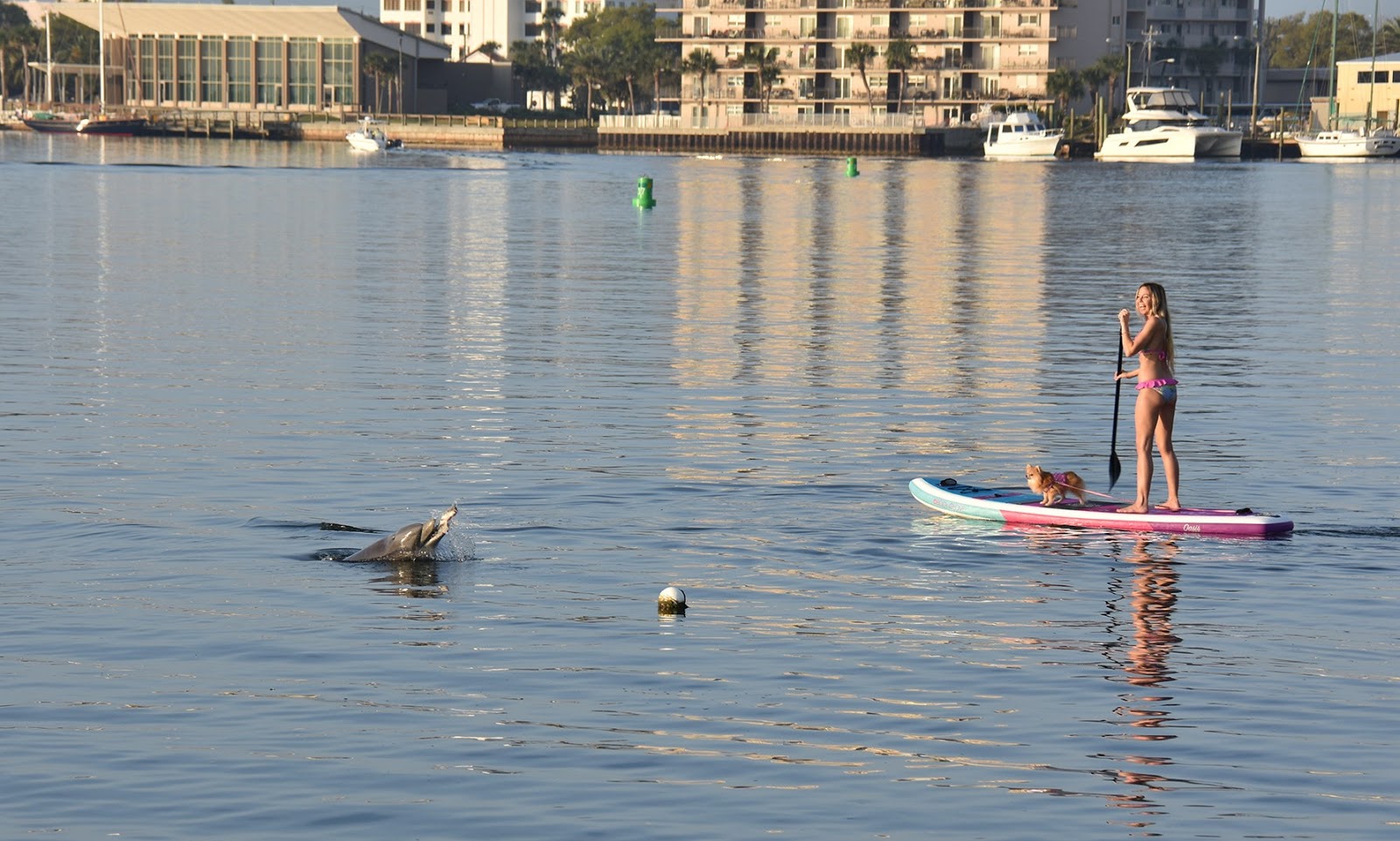 paddle board swimwear