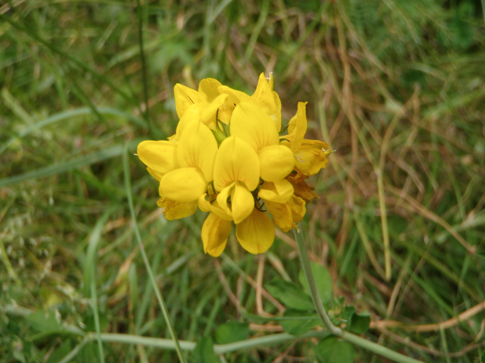 Blunoz Random Ramblings Olympic National Forest Mt. Zion