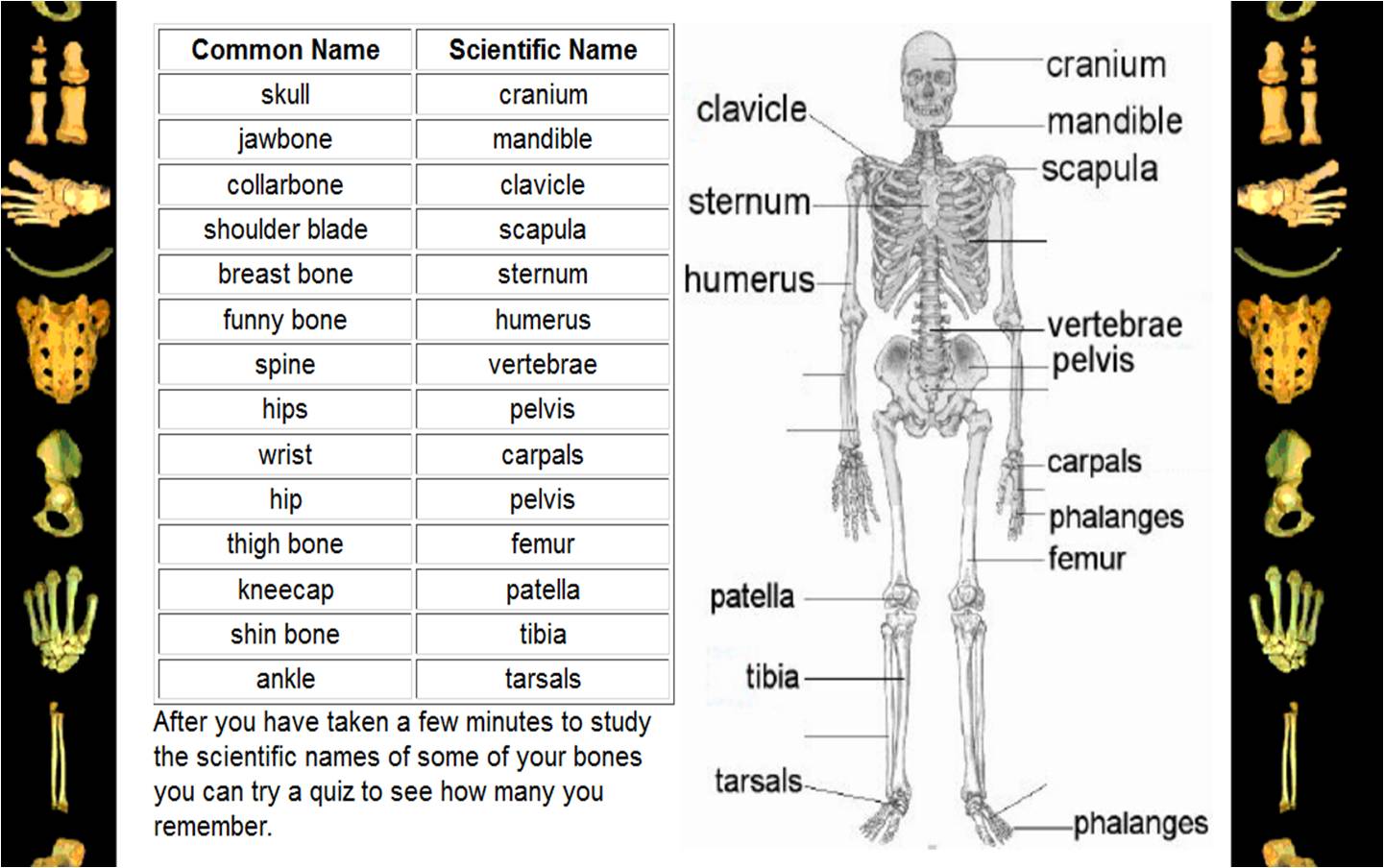 English Edublog INSAL Ahuachapán The Human Body