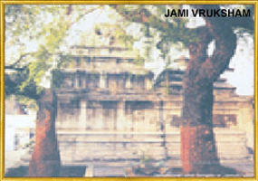 Jami Vruksham