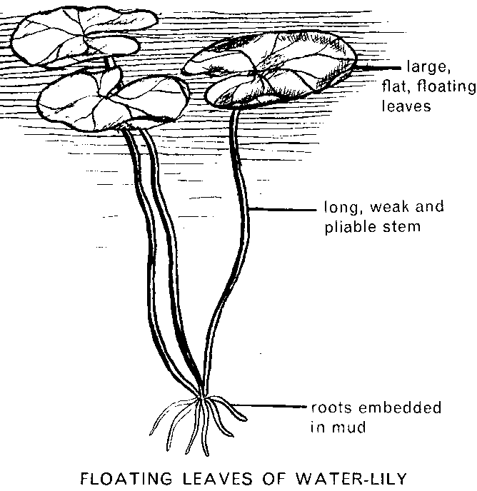 Water Balance in Plants  Root Adaptations