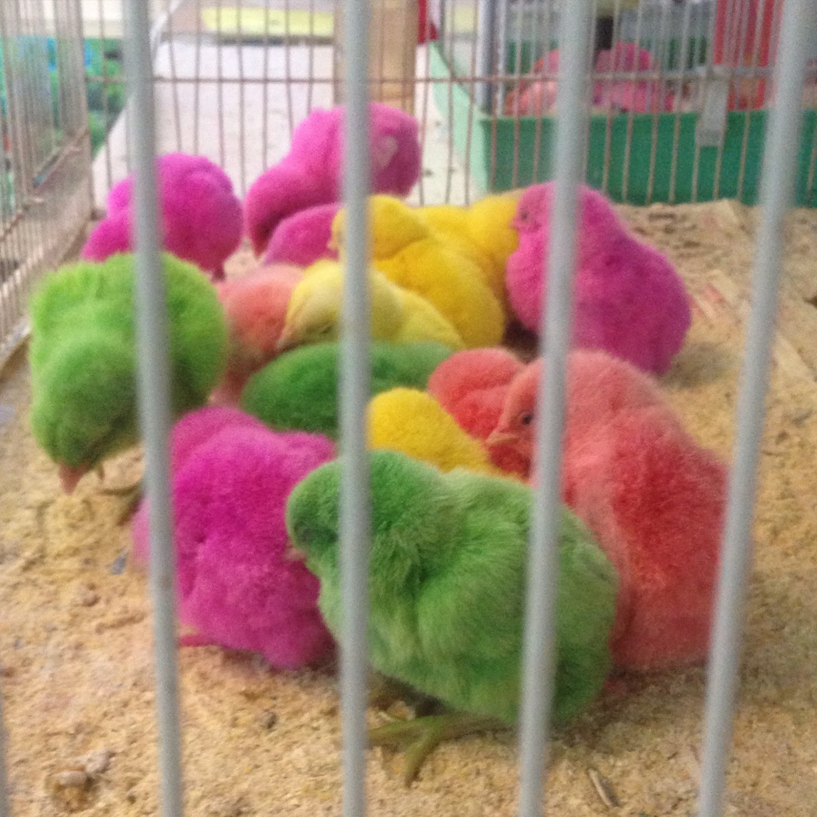 ペットショップで見たかわいそうな動物たち ビートルマニアQ8のクウェート子育て日記