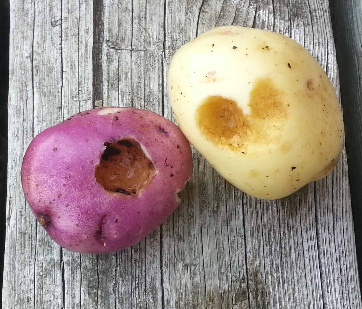 The Gardening Me End of Season Review Potatoes